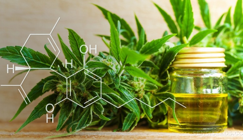 CBD Cannabidiol